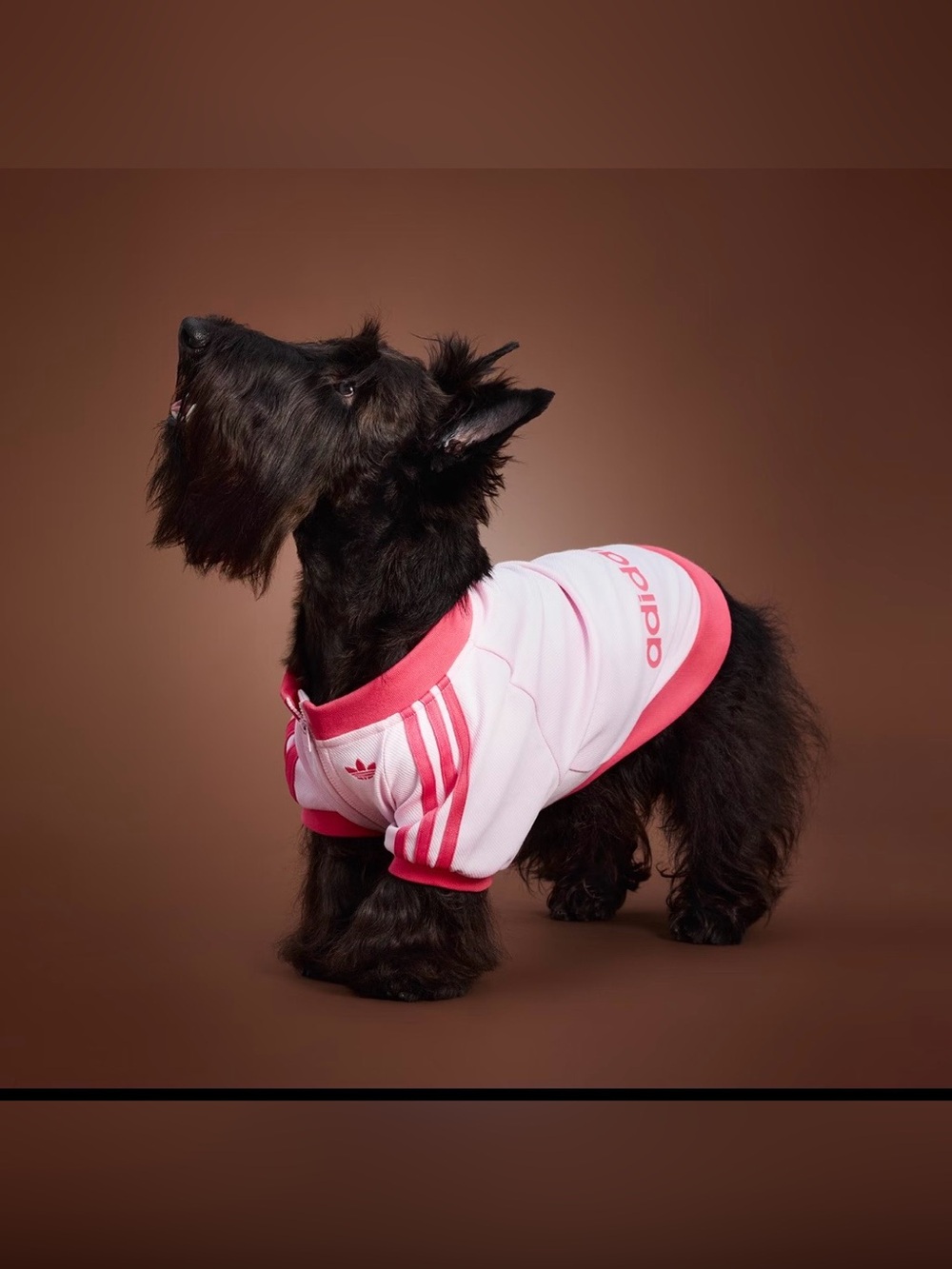 Adidas Originals Pet Tracksuit Zip-Up Jacket Dogs Cats Collection HZ6664 size M